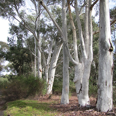 Gum-Tree